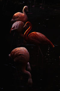 View of fish swimming in sea