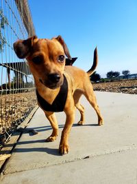 Portrait of dog against clear sky