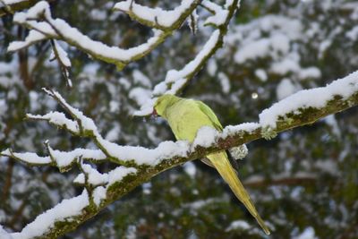 Close-up of snow on tree branch during winter