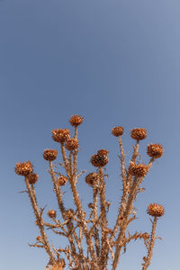 Low angle view of plant against clear sky