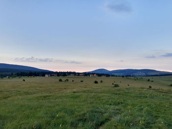 Scenic view of field against sky