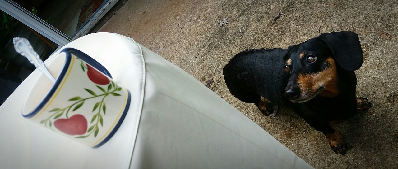 HIGH ANGLE VIEW OF DOG IN PEN