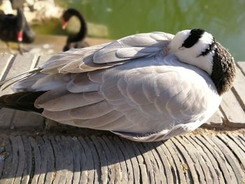 Close-up of bird perching on wood