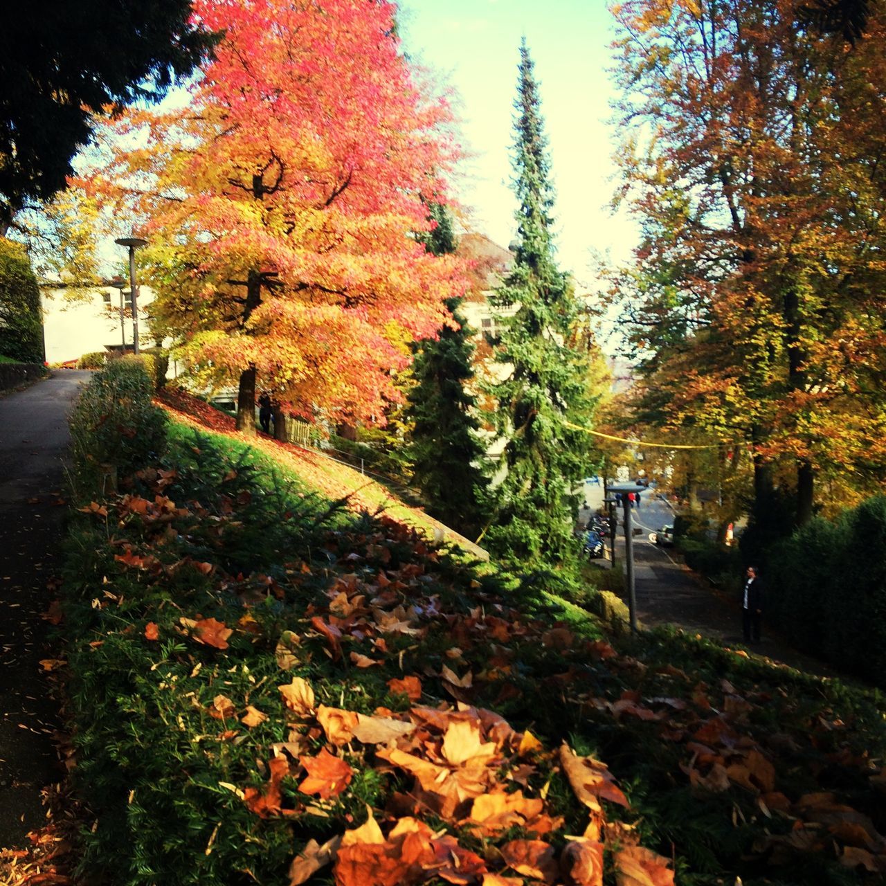 autumn, tree, change, season, leaf, nature, tranquility, orange color, growth, fallen, the way forward, park - man made space, beauty in nature, footpath, road, tranquil scene, street, incidental people, leaves, outdoors