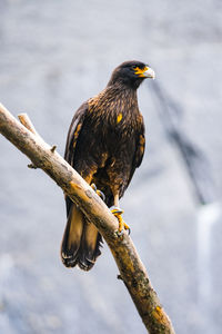 Bird perching on a branch