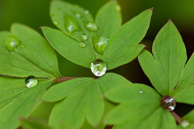 Close-up of water drops on plant leaves