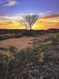 Bare trees on field against sky during sunset
