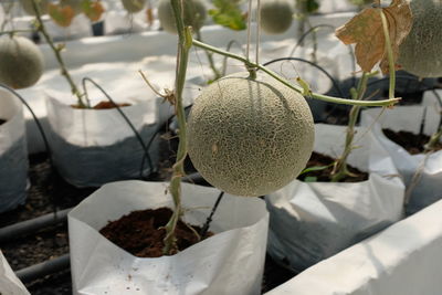 Close-up of fruits hanging on potted plant