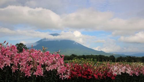 Pink flowering plants on land against sky