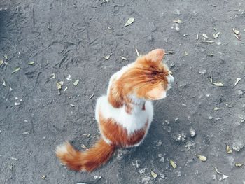 High angle view of a cat on road