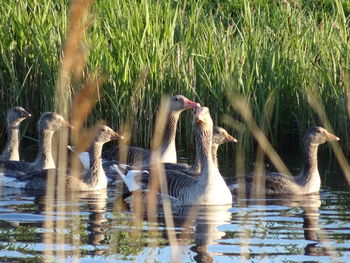 View of birds swimming in lake