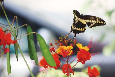 Close-up of butterfly pollinating on flower