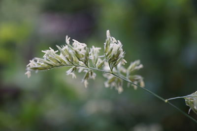 Close-up of plant