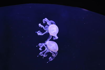 Close-up of jellyfish swimming in sea