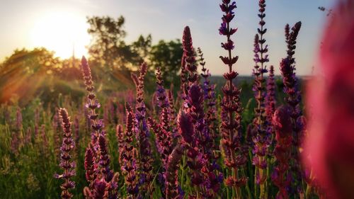 Fresh purple flowering plants on field against sky during sunset