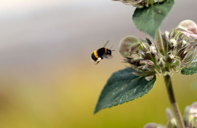 Close-up of bee on flower
