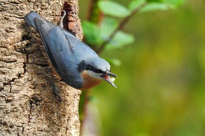 Close-up of bird perching on tree trunk