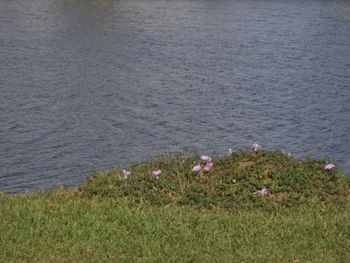 High angle view of plants on beach