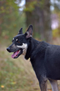 Black dog looking away