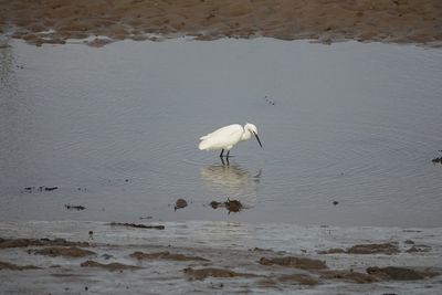 High angle view of birds on beach