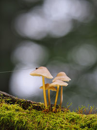 Close-up of mushroom on field