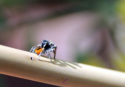 Close-up of insect