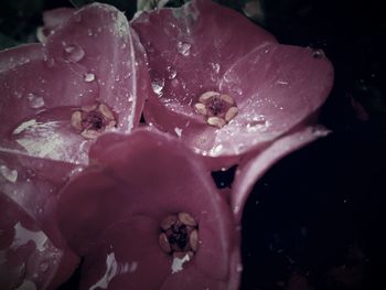 Close-up of wet pink flower