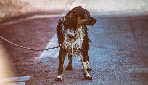 Dog standing in water