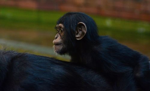 Close-up of monkey looking away in zoo