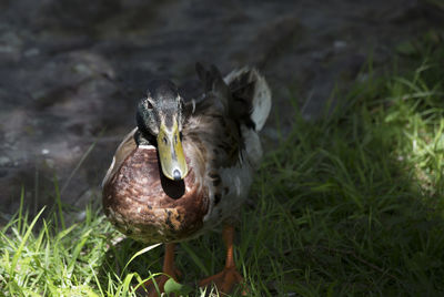 Close-up of a bird