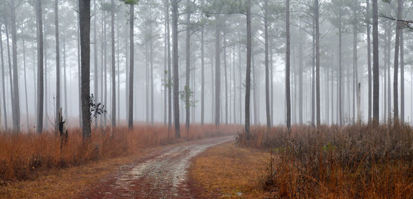 Fog in the pine woodland trees