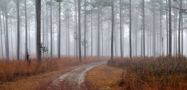 Trees in forest