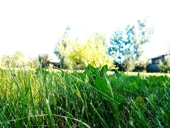 Close-up of plant growing on field