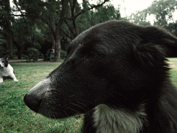 Close-up of dog looking away