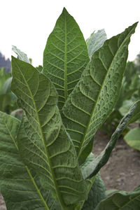 Close-up of green leaves