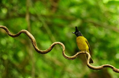 Close-up of bird perching on branch