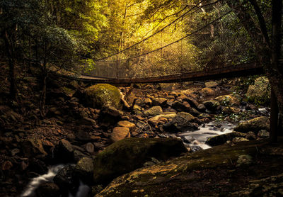 River amidst trees in forest