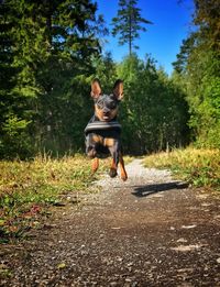 Portrait of dog on grass