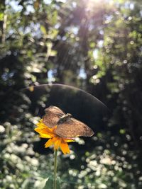 Close-up of insect on yellow flower