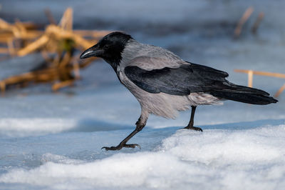 Close-up of crow perching on snow