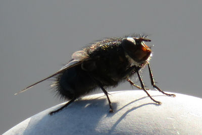 Close-up of insect