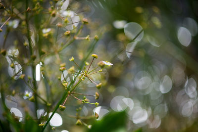 Close-up of snake on plant