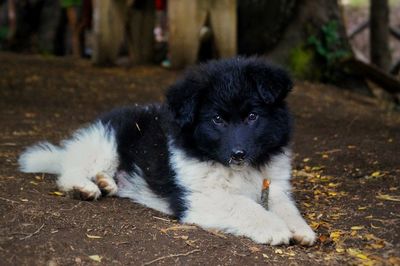 Portrait of a dog