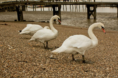 Swans at riverview park. kent