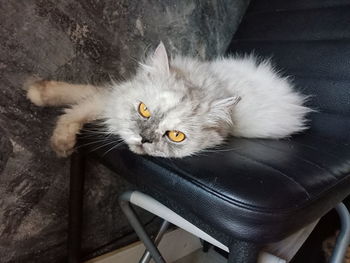 High angle portrait of cat resting on floor