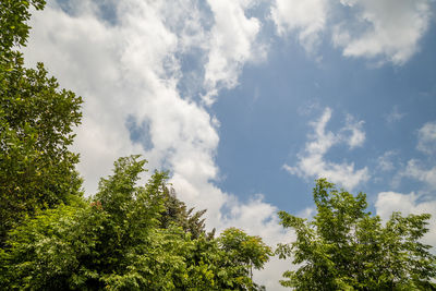 Low angle view of trees against sky