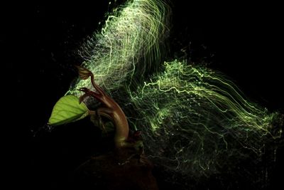 Close-up of insect over black background