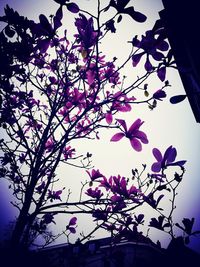 Low angle view of cherry blossoms against sky