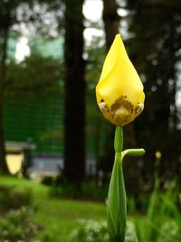 Close-up of yellow flower