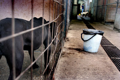 View of a cat in cage